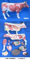 Mô hình giải phẫu cơ thể bò